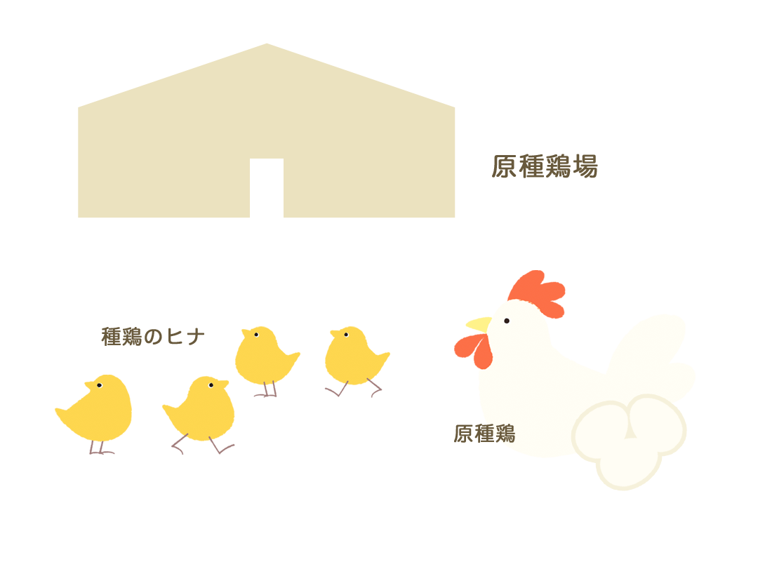 原種鶏GP（グランドペアレント）を育成し、卵を産ませ、種鶏PS（ペアレント）ヒナを孵化して全国の種鶏場に供給します。