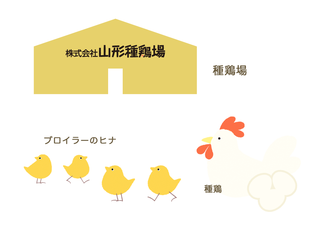 種鶏PS（ペアレント）を育成し、卵を産ませ、ブロイラー（コマーシャル鶏）ヒナを孵化して全国のブロイラー農場に供給します。