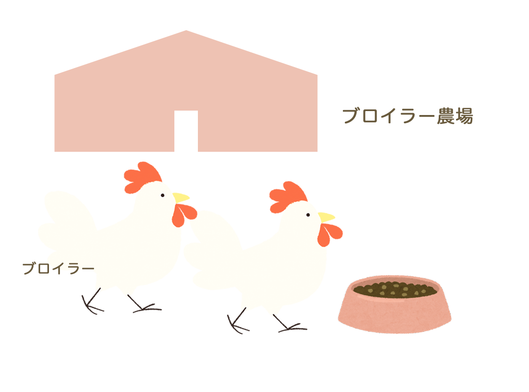 ブロイラー（コマーシャル鶏）を肥育します。成鳥は加工場に供給します。