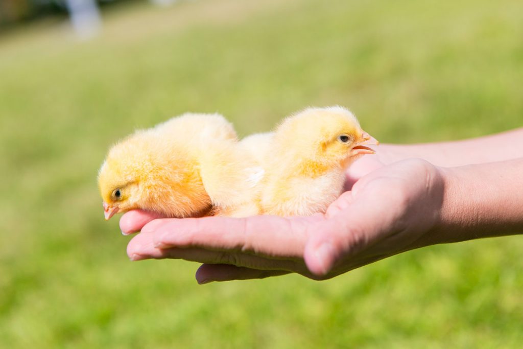 ヒヨコ 飼育, ひよこがにわとりになるまで – VTTNVT